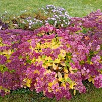 Самые стойкие. :: Лия ☼