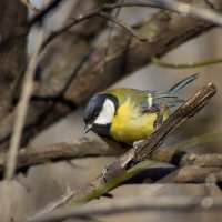 Синица. :: Александр Синица. :: Александр