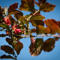 Томский ботсад :: Prinz Eugen 