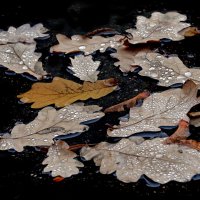 13 ноября :: Михаил Бибичков