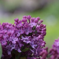 Сирень :: Екатерина Леш