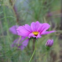 Лето :: Екатерина Леш