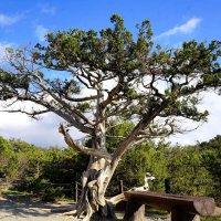 Можжевельник :: Татьяна Тюменка Можжевельник :: Татьяна Тюменка