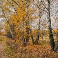 На опушке... :: Владимир Жданов На опушке... :: Владимир Жданов