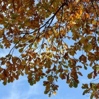 Осенний разговор :: Владимир Соколов (svladmir) Осенний разговор :: Владимир Соколов (svladmir)