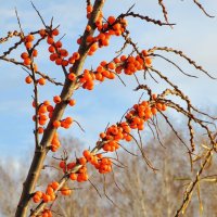 Куст облепихи :: Андрей Снегерёв Куст облепихи :: Андрей Снегерёв