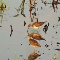 кулики :: Сергей Лычагин