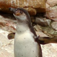 А мне летатать охота :: Юрий. Шмаков