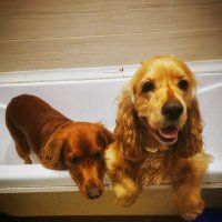 две эмоции или не все любят водные процедуры :: Сергей Б.