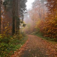 Туманное утро. :: Lucy Schneider 