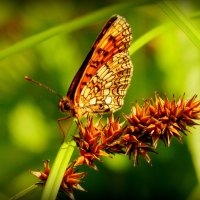 опять про бабочек...39 :: Александр Прокудин