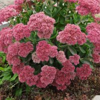 Очиток :: Лидия Бусурина