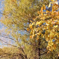 Осень :: Veera V