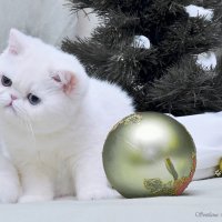 Маленький экзот - "медвежий" шарм. :: Светлана Ищенко