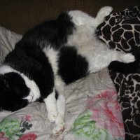 Как хочу, так и сплю :: Людмила Смородинская