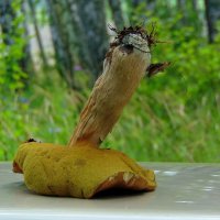 Старость-не радость. :: nadyasilyuk Вознюк