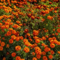 Бархатцы :: Анатолий Чикчирный Бархатцы :: Анатолий Чикчирный