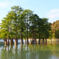 Сукко. Кипарисы. Озеро. :: Александр Сукко. Кипарисы. Озеро. :: Александр