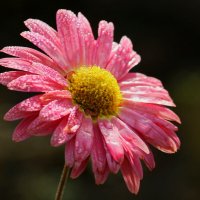 Доброе утро :: Юрий. Шмаков Доброе утро :: Юрий. Шмаков