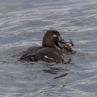 турпан :: юрий макаров