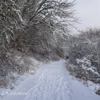 Природа Крыма :: Amazing Cosmea