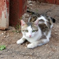 Товарищ фотограф, а когда же зима будет? :-) :: Андрей Заломленков