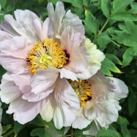 Древовидный пион :: Наталья 