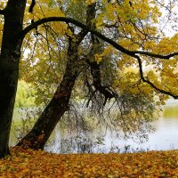 Картинки осени :: Рита Симонова