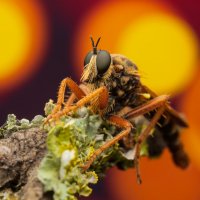 *** :: Евгений Фруман