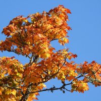 краски осени :: ИННА ПОРОХОВА