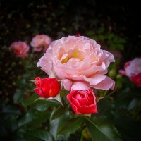 Розы. :: Александр Розы. :: Александр