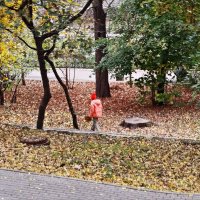 Собрать букетик из осенних листьев! :: Надежда 