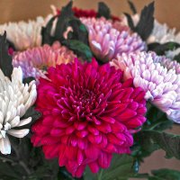 Хризантемы :: Светлана 