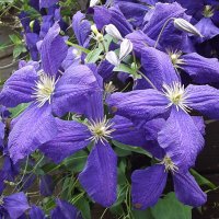 Клематис :: Freddy 97