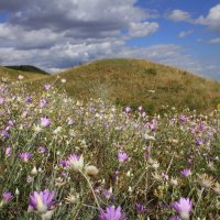 Летний день :: Оксана Новик 