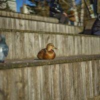 Уточка :: Алексей Копцев Уточка :: Алексей Копцев