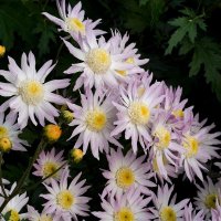 Из Никитского сада :: Татьяна Тюменка