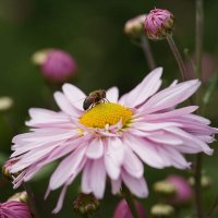 Из Никитского сада :: Татьяна Тюменка