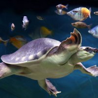 черепаха :: Михаил Бибичков