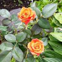 Розы. :: Ирина ***