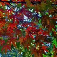 ..осенние листья японского клёна... :: galalog galalog ..осенние листья японского клёна... :: galalog galalog
