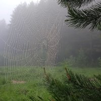 На опушке леса :: Валентина 