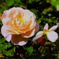 Они красят нашу жизнь(серия) :: Владимир Манкер