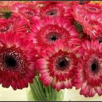 Букет гербер :: Ольга Довженко