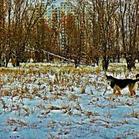 Ноябрь...Пес-природолюб! :: Владимир 
