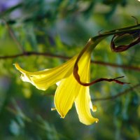 Абажурчик. :: nadyasilyuk Вознюк Абажурчик. :: nadyasilyuk Вознюк