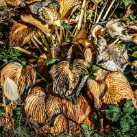 Листья :: SanSan 