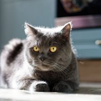 На солнышке... :: Вячеслав Алтай