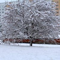 Снежный ноябрь :: Татьяна Лютаева