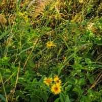 Заросли :: Анатолий Чикчирный